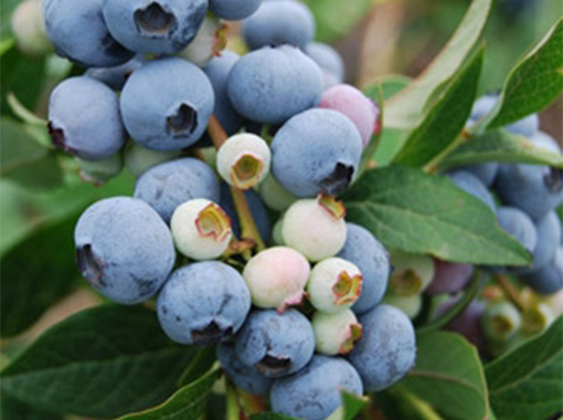 Trang chủ - Genki Fami - Sức Khoẻ Cho Gia Đình Yêu Thương