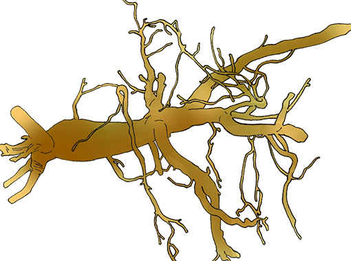 Trang chủ - Genki Fami - Sức Khoẻ Cho Gia Đình Yêu Thương